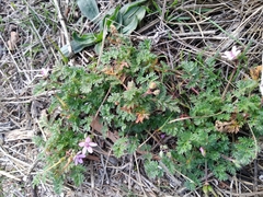 Erodium cicutarium