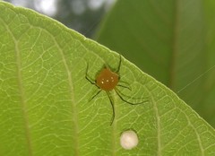 Theridion quadratum