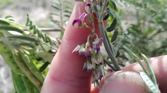 Lessertia brachystachya