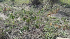 Lessertia brachystachya