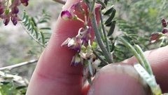 Lessertia brachystachya