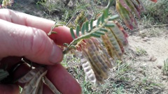 Lessertia brachystachya