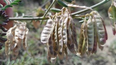 Lessertia brachystachya