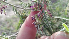 Lessertia brachystachya