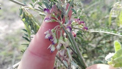 Lessertia brachystachya