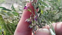 Lessertia brachystachya