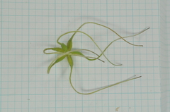 Clematis chinensis tatushanensis