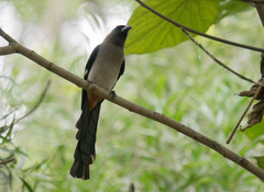 Dendrocitta formosae formosae