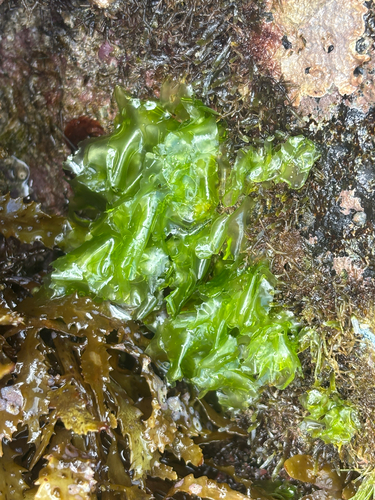 Ulva observed 2025-07-27