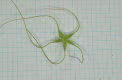 Clematis chinensis tatushanensis