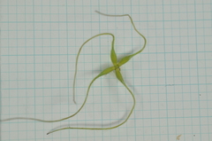 Clematis chinensis tatushanensis