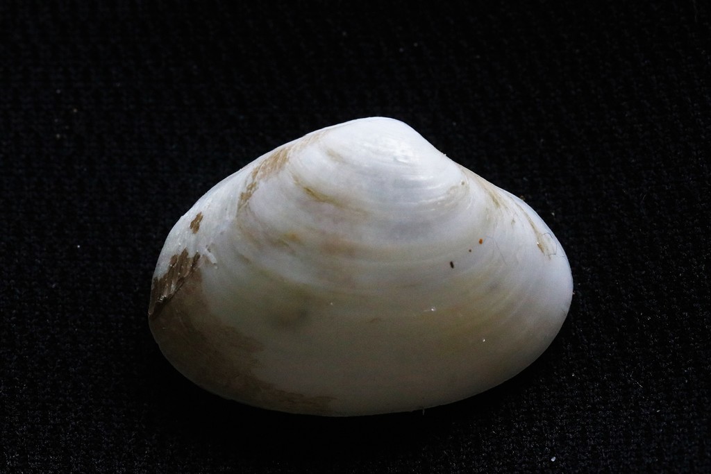 Oval-shaped Trough Shell