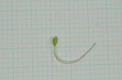 Clematis chinensis tatushanensis