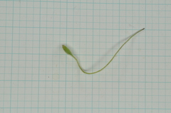 Clematis chinensis tatushanensis