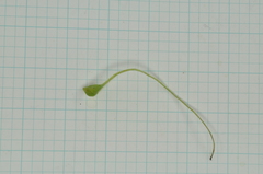 Clematis chinensis tatushanensis