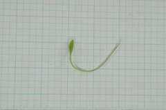 Clematis chinensis tatushanensis