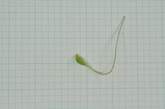 Clematis chinensis tatushanensis