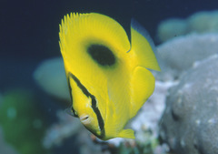 Chaetodon speculum