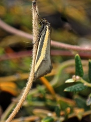 Philobota chrysopotama