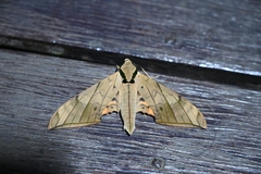 Ambulyx substrigilis