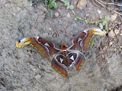 Attacus taprobanis