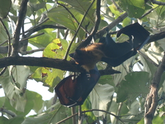 Pteropus giganteus