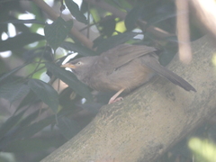 Argya striata