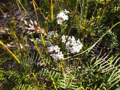 Epacris paludosa