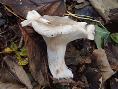Clitocybe nebularis