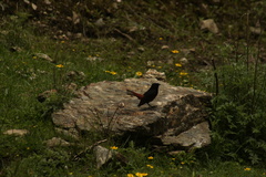 Phoenicurus leucocephalus