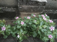 Catharanthus roseus
