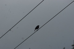 Phoenicurus leucocephalus