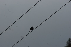 Phoenicurus leucocephalus