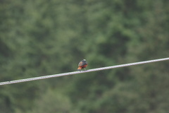 Phoenicurus leucocephalus