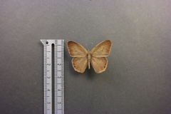 Cyllopsis pephredo