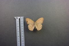 Cyllopsis pephredo