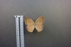 Cyllopsis pephredo