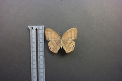 Cyllopsis pephredo