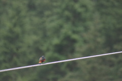 Phoenicurus leucocephalus