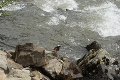 Phoenicurus leucocephalus