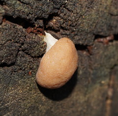 Tubifera glareata