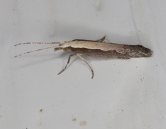 Plutella xylostella-australiana