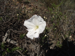 Convolvulus capensis