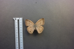 Cissia labe