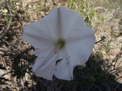 Convolvulus capensis