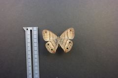 Cissia labe