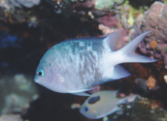Acanthochromis polyacanthus