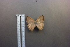 Cissia labe