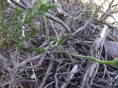 Convolvulus capensis