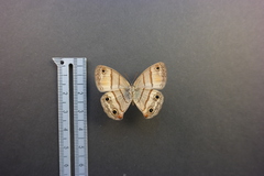 Cissia labe